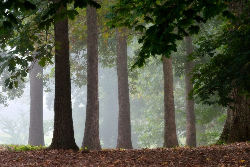 Old Growth Forest Virginia Tech