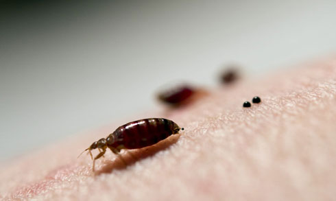 Bed bugs