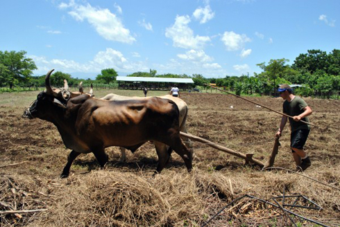 Oxen pull a plow through a Feed by Seed field in Somatillo, Nicaragua.