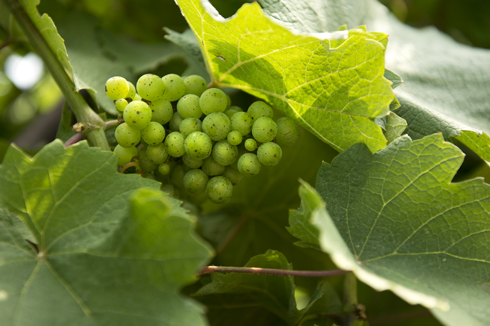 Grapes grow on the vine.