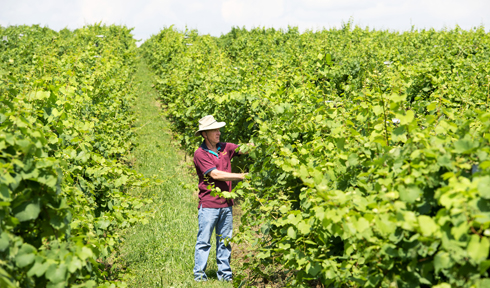 Grapes on a vine