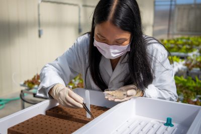 Emily Zhou, a post-doctoral research associate with Virginia Tech's School of Plant and Environmental Sciences, sows seeds in germination trays. The seeds will germinate there and the seedlings will grow for few weeks until the seedlings can be transplanted to the indoor vertical NFT systems or the NFT systems in the greenhouse.