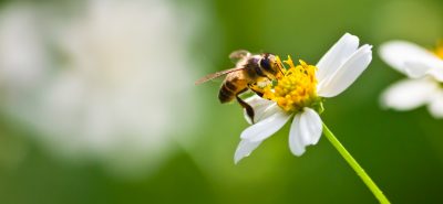 Close up of a bee on a flower with a blurry green background